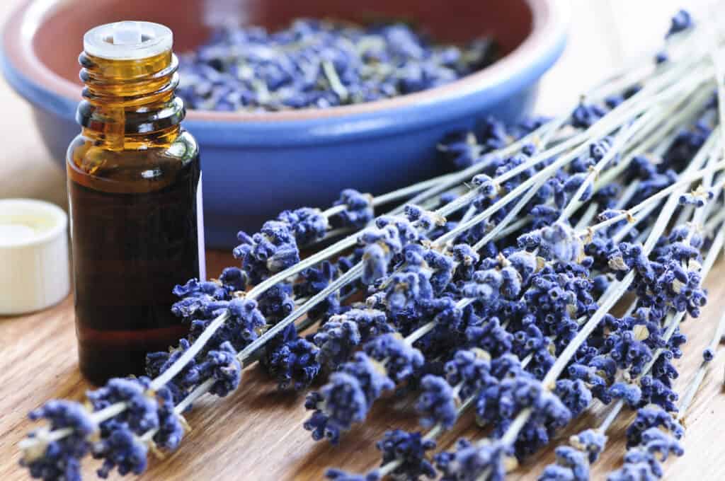 AVFCA Lavender herb and essential oil