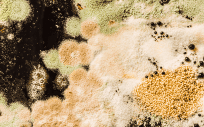 Environmental Mold: Confronting This Fuzzy Fungi Before It Gets the Best of You
