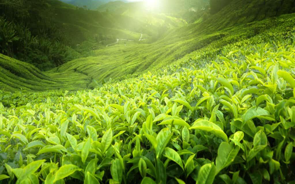 AVFC tea plantation
