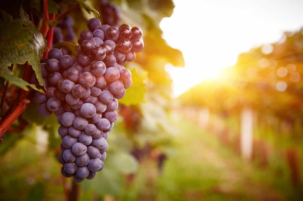 AVFC wine and health