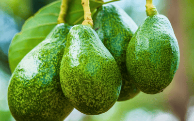 An Avocado Story: The Tale of a Non-sweet Fruit