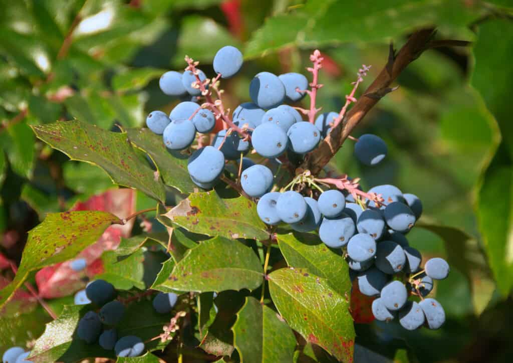 oregon grape berberine