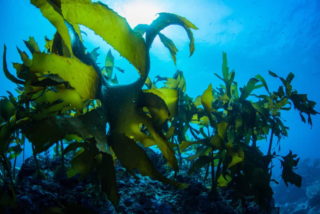 seaweed with fulvic acid