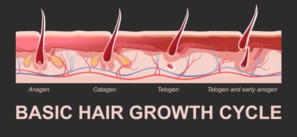 hair loss phases