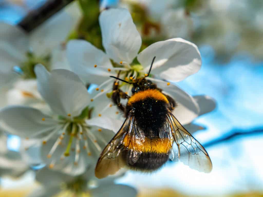 is honey okay for diabetics?