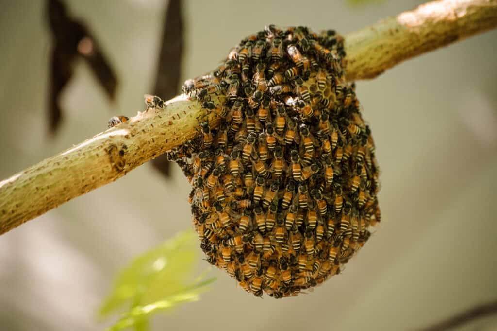 Is raw honey healthier than processed?
