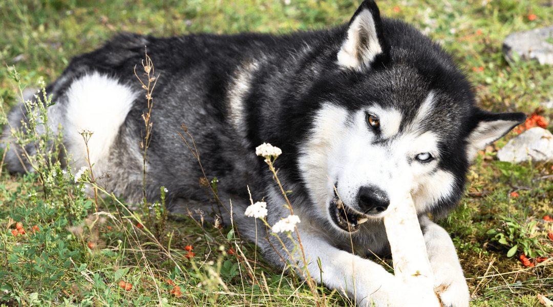 Pets and Pesticides Don’t Mix: Protecting Your Loving Animals