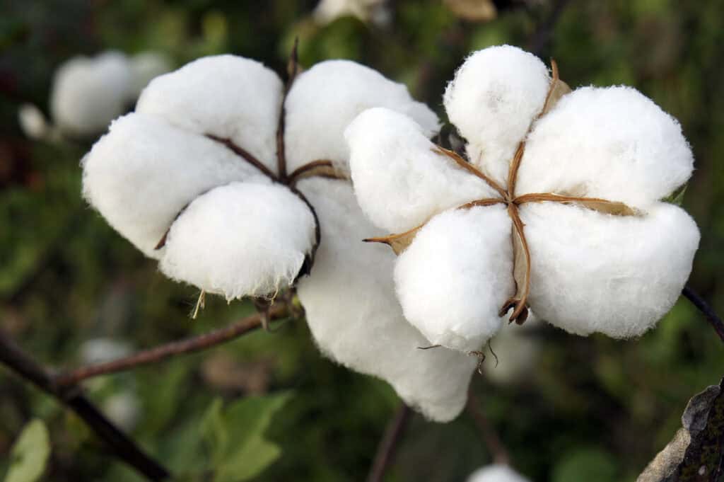 what are the dangers of synthetic underwear?
