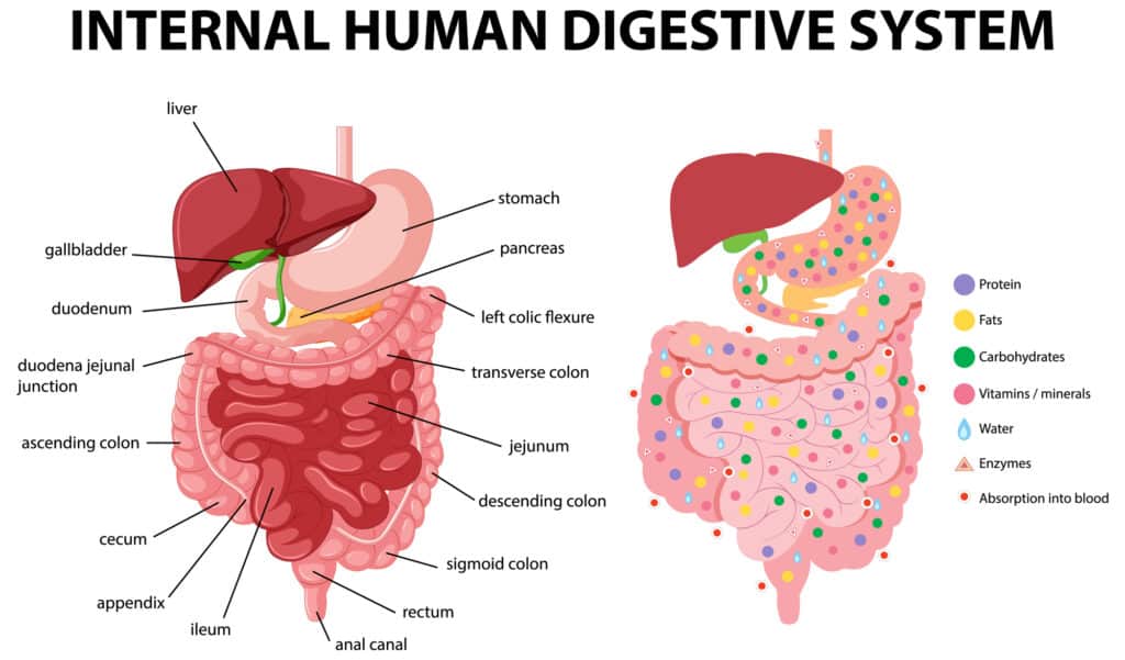 how do enemas and colonics affect gut health?