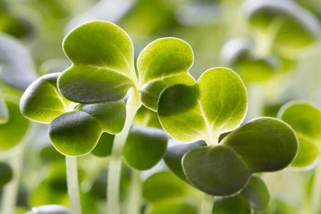 Broccoli sprouts
