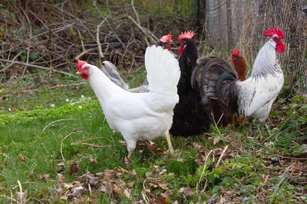 what does pasture raised chicken really mean?