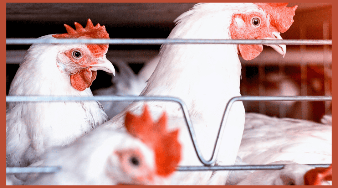 From Coop to Table: The True Cost of America’s Chicken Obsession