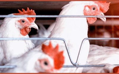 From Coop to Table: The True Cost of America’s Chicken Obsession