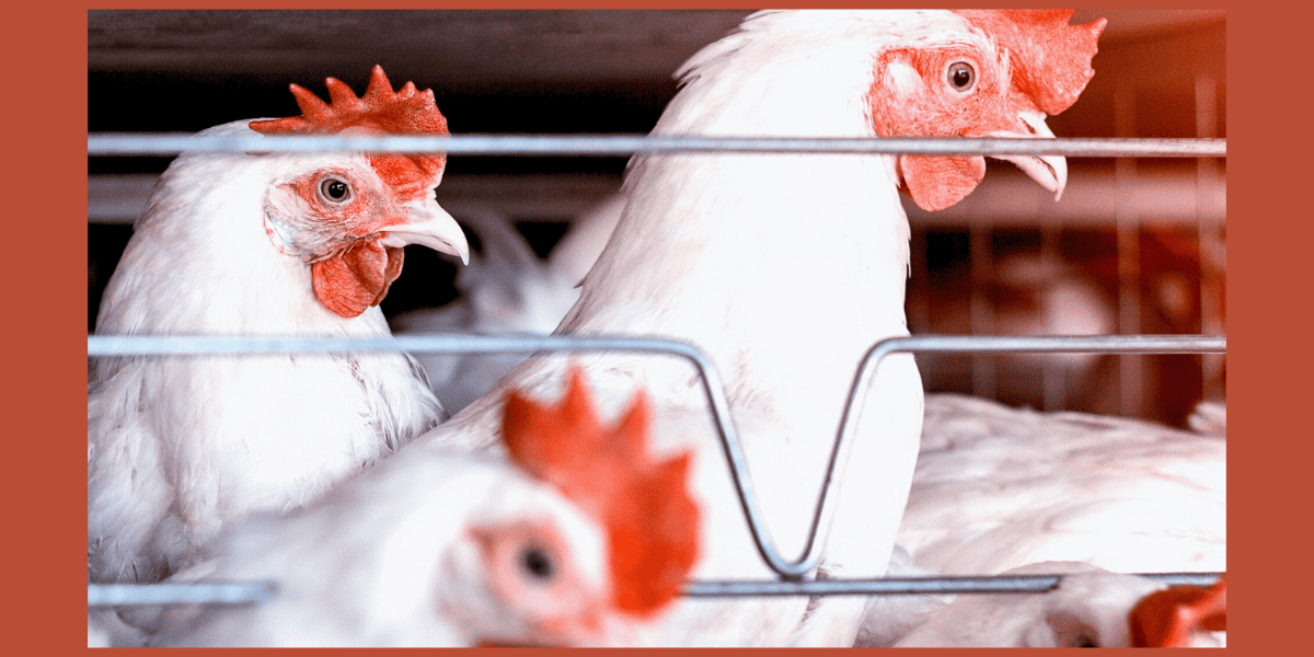 direct secrets of the poultry industry