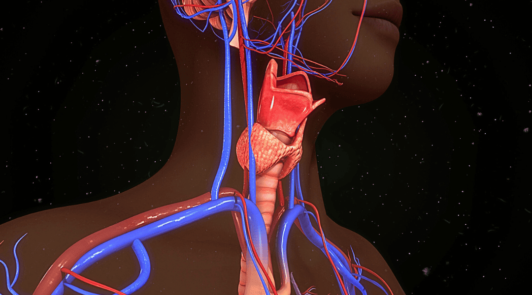 Iodine and Your Thyroid: Understanding the Workings of This Butterfly-Shaped Gland