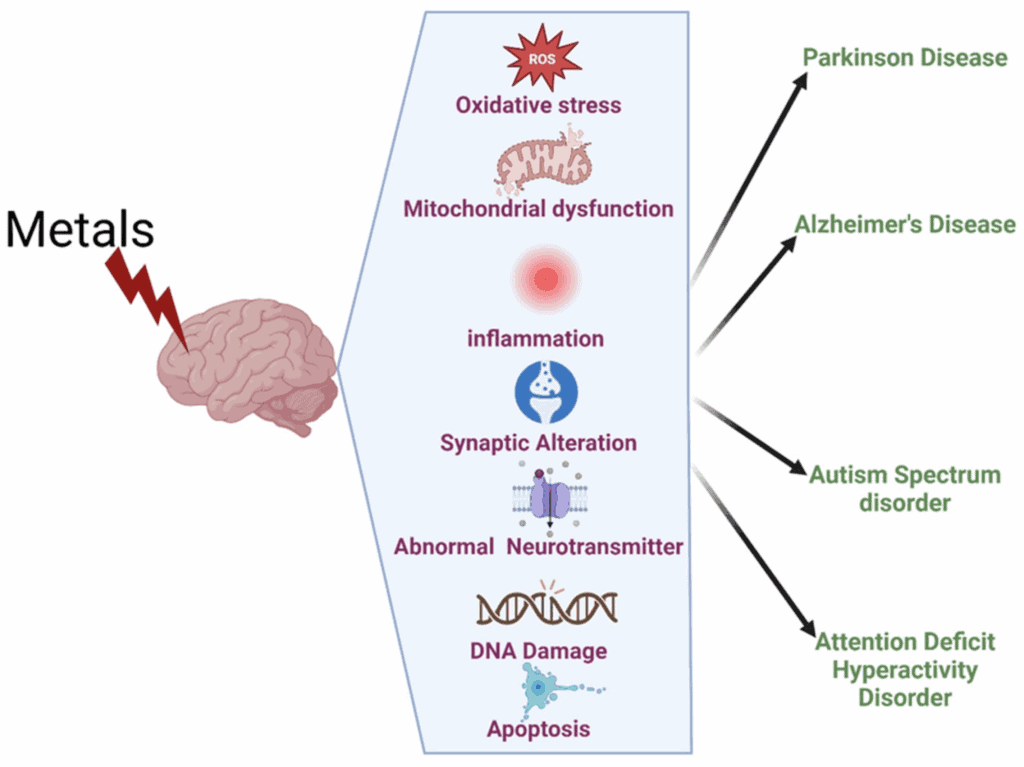how do heavy metals affect MTHFR gene?