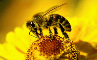 Silent Fields: How Neonics Are Reshaping Life on Earth