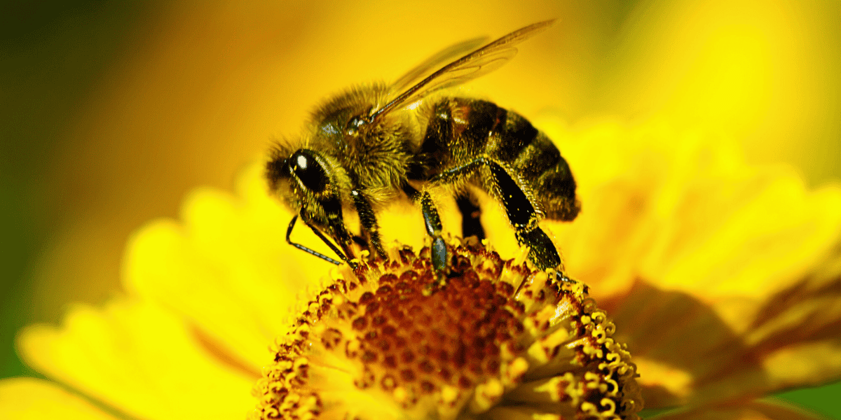 neonicotinoids are toxic for people