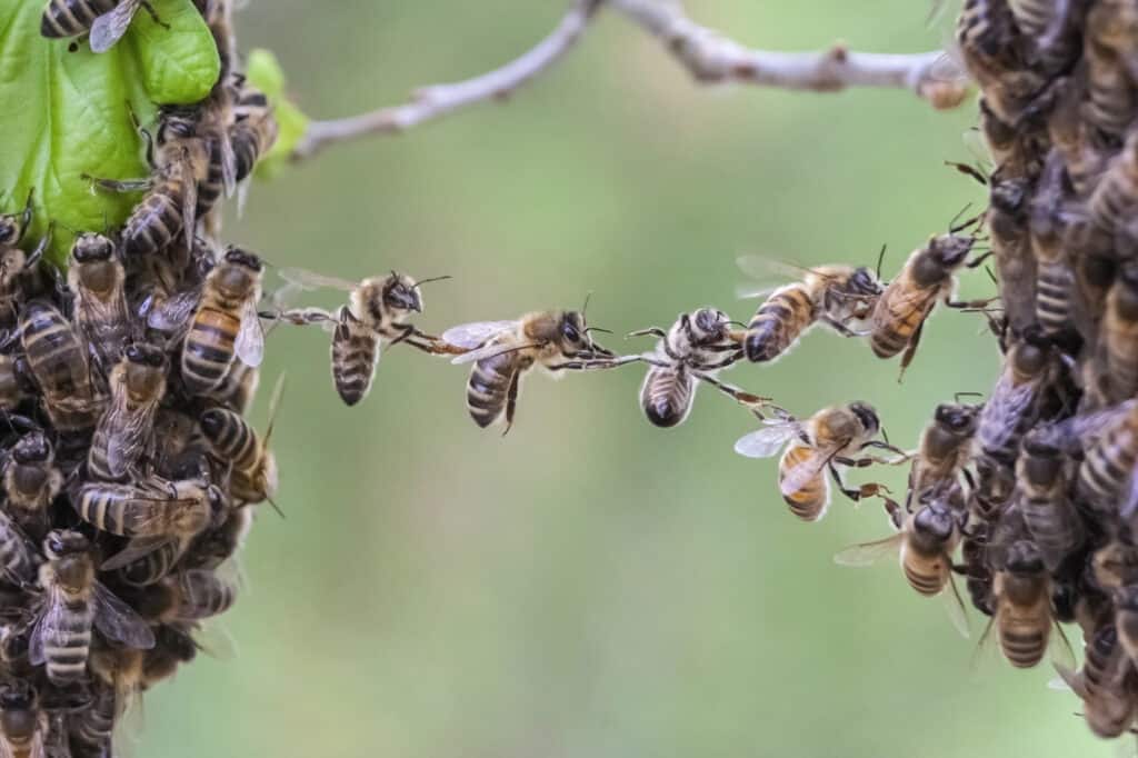 how do neonics hurt bees?