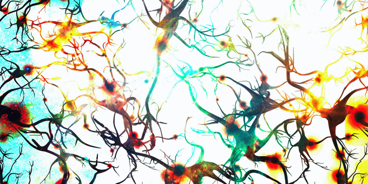 why is creatine important for the brain?