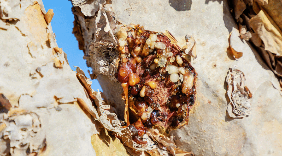 Sacred Resin, Modern Medicine: The Healing Power of Frankincense