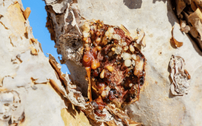 Sacred Resin, Modern Medicine: The Healing Power of Frankincense