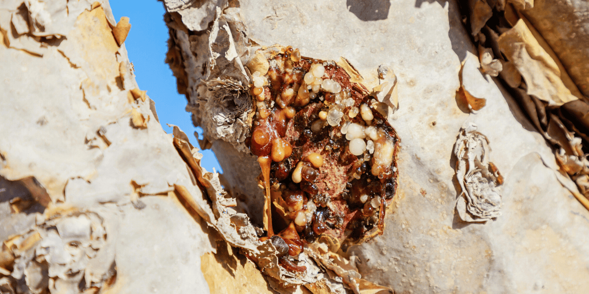 how to use frankincense for skin conditions?