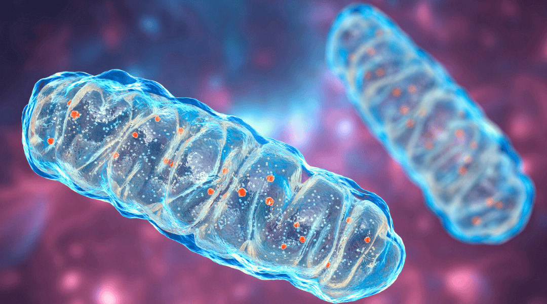 Cancer Unraveled: Transforming Terrain, Rebalancing Metabolism, and Strengthening the Mind