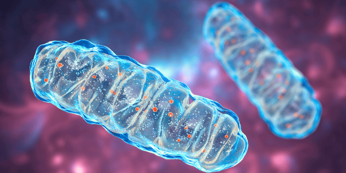 how are mitochondria affected from cancer?