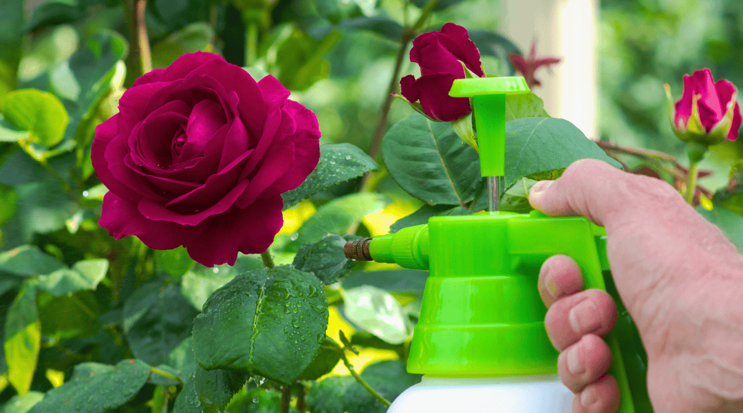 From Glyphosate to “Regrettable Substitutions”: How Roundup Changed—and What Replaced It