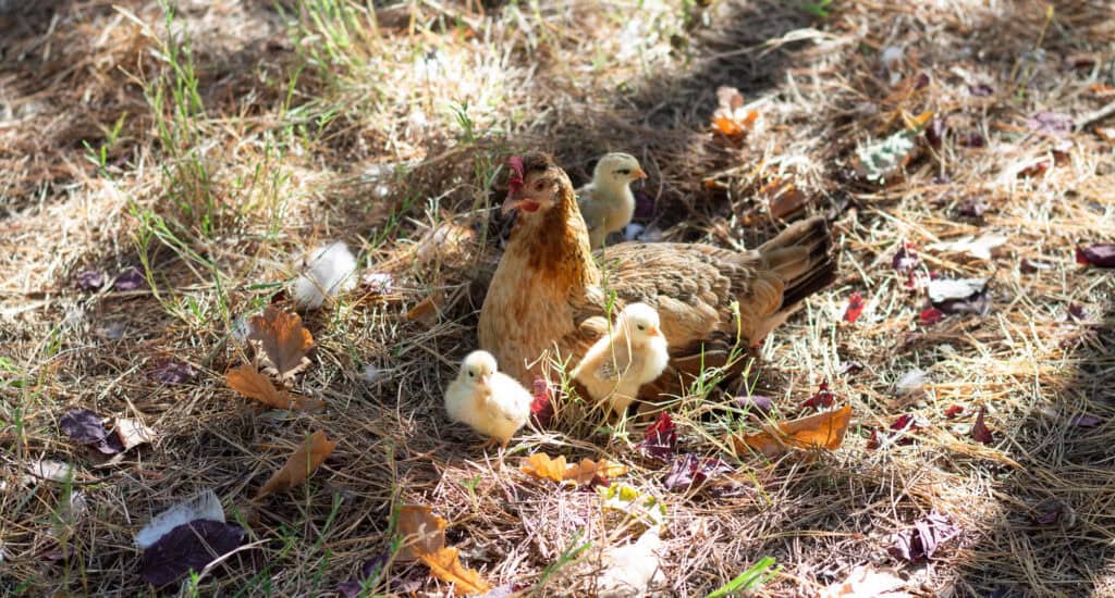 setting up backyard chickens for eggs