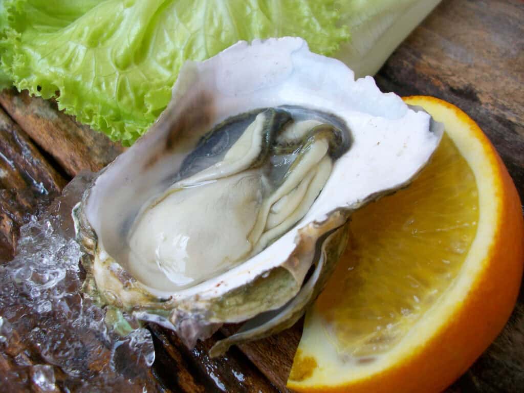 what makes oysters so nutritious? 