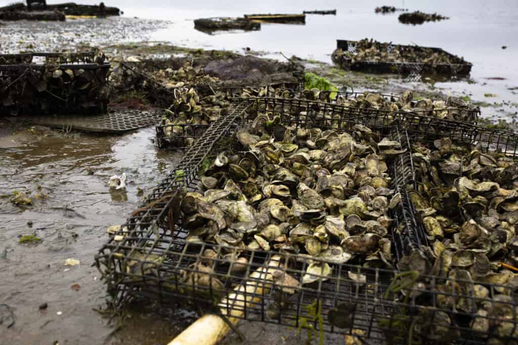 raw or cooked oysters healthier? 