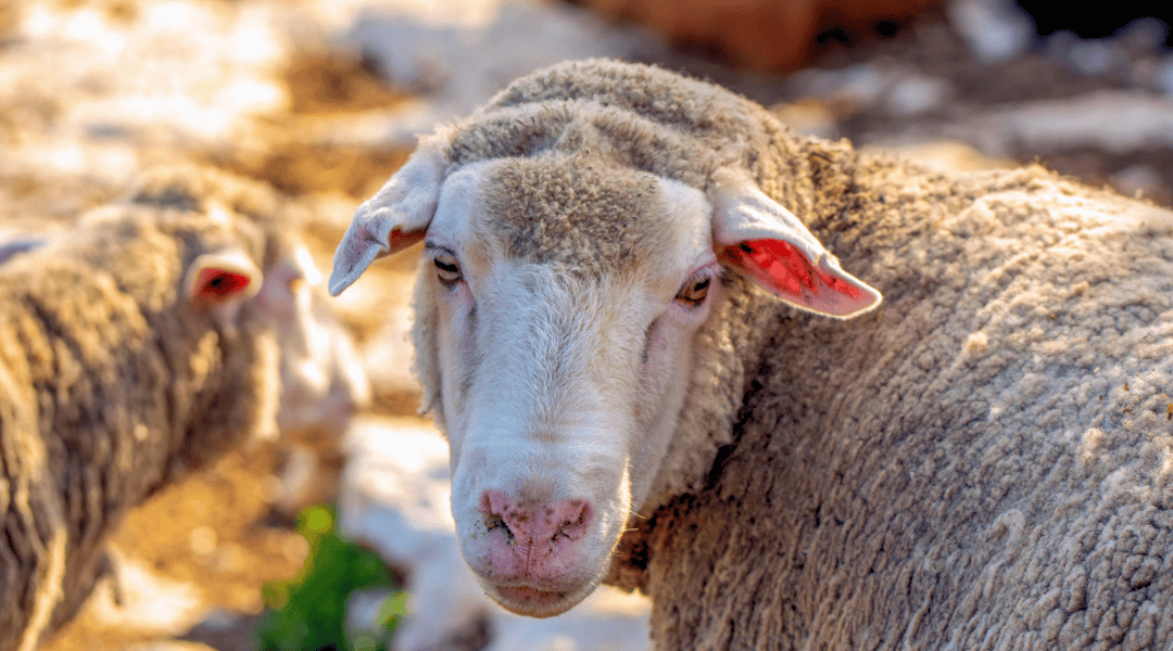 The Wool Industry: Nature, Commerce and What Gets Lost Between