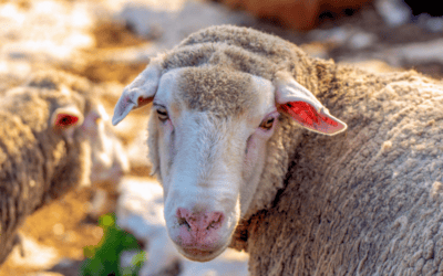 The Wool Industry: Nature, Commerce and What Gets Lost Between