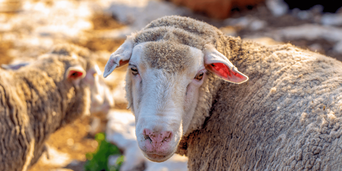what are the downsides of wearing wool?