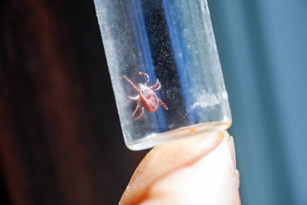 do all ticks carry lyme disease? 
