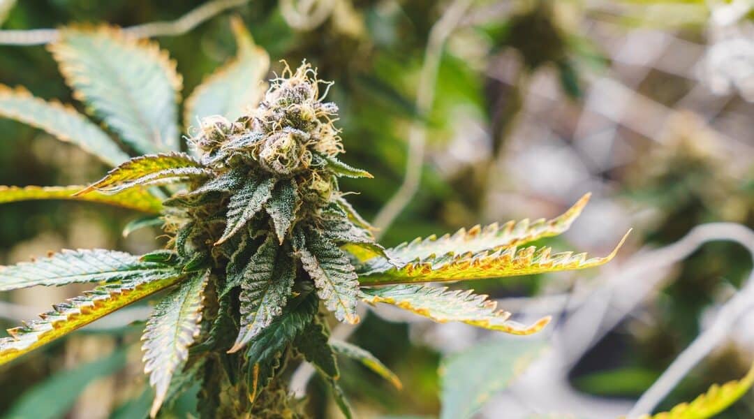 Marijuana: Medicine, Myth, and the Modern Cannabis Conversation
