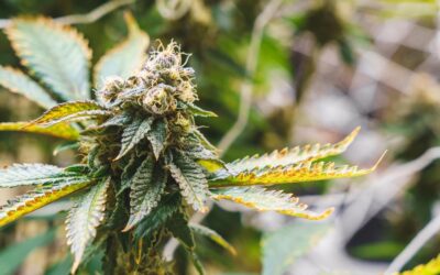 Marijuana: Medicine, Myth, and the Modern Cannabis Conversation