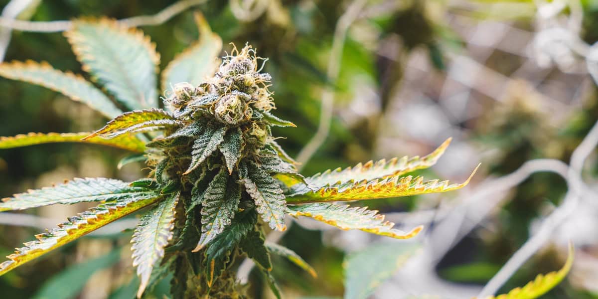 how does cbd help back pain?