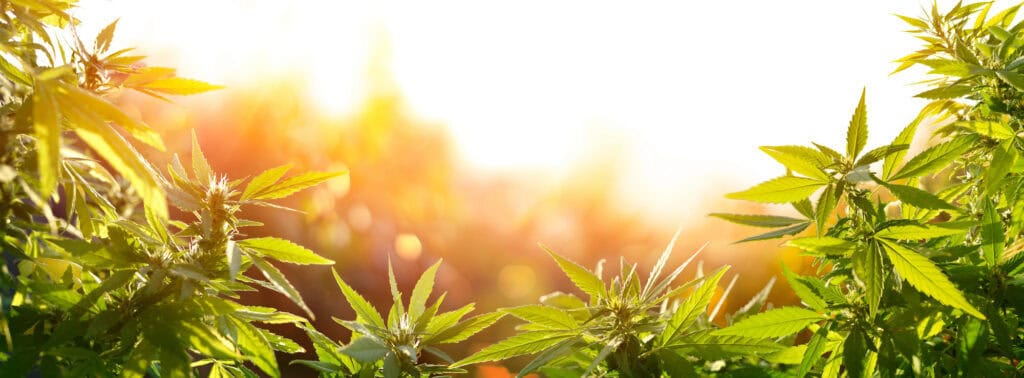 what type of CBD is most beneficial? 